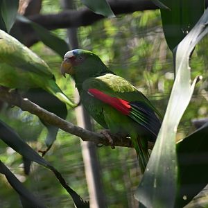 White-fronted amazon (Amazona albifrons)