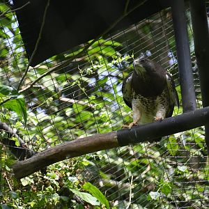 Swainson's hawk (Buteo swainsoni)