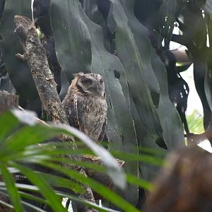 Tropical screech owl (Megascops choliba)