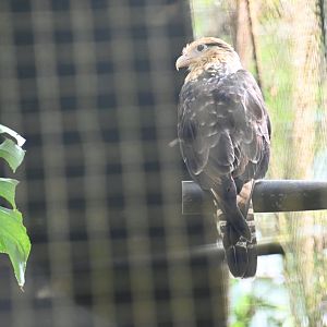 Yellow-headed caracara (Milvago chimachima)