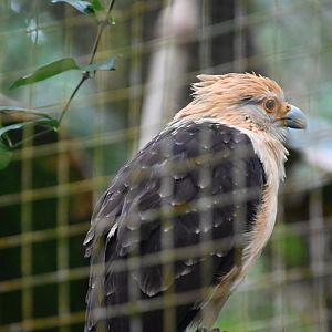 Yellow-headed caracara (Milvago chimachima)
