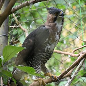 Ornate hawk-eagle (Spizaetus ornatus)
