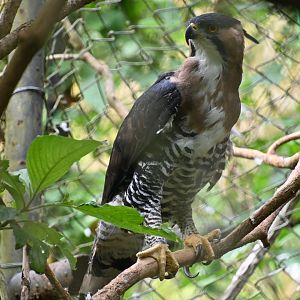 Ornate hawk-eagle (Spizaetus ornatus)