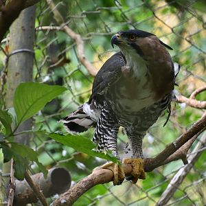 Ornate hawk-eagle (Spizaetus ornatus)