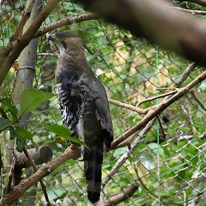 Ornate hawk-eagle (Spizaetus ornatus)