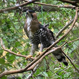 Ornate hawk-eagle (Spizaetus ornatus)