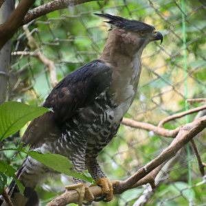 Ornate hawk-eagle (Spizaetus ornatus)