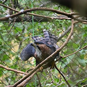 Ornate hawk-eagle (Spizaetus ornatus)