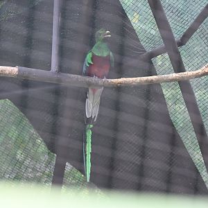 Resplendent quetzal (Pharomachrus mocinno)