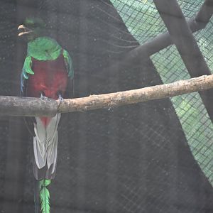 Resplendent quetzal (Pharomachrus mocinno)