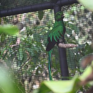 Resplendent quetzal (Pharomachrus mocinno)