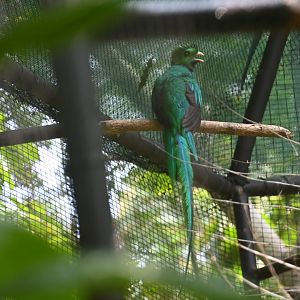 Resplendent quetzal (Pharomachrus mocinno)