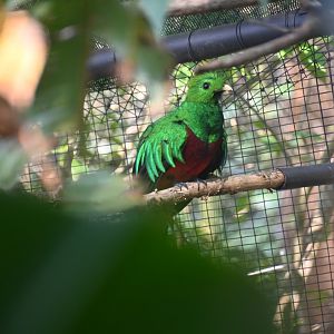 Resplendent quetzal (Pharomachrus mocinno)