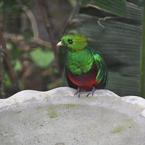 Resplendent quetzal (Pharomachrus mocinno)