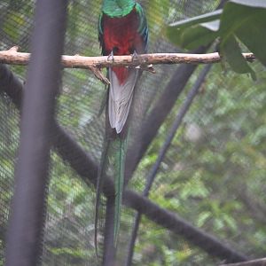 Resplendent quetzal (Pharomachrus mocinno)