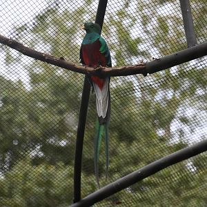Resplendent quetzal (Pharomachrus mocinno)