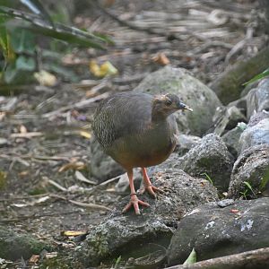 Thicket tinamou (Crypturellus cinnamomeus)