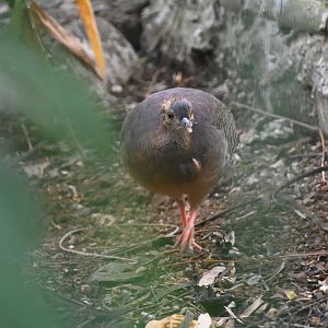 Thicket tinamou (Crypturellus cinnamomeus)