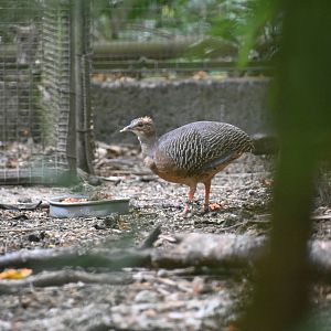 Thicket tinamou (Crypturellus cinnamomeus)