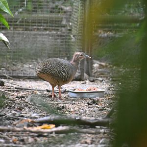 Thicket tinamou (Crypturellus cinnamomeus)