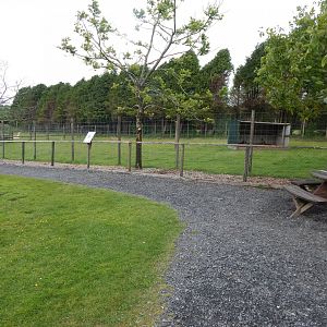 Red kangaroo and Swamp wallaby enclosure 050625
