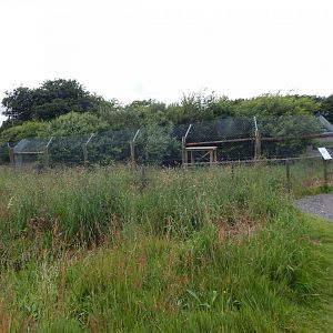 European wolverine enclosure 050625