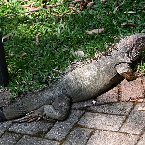 (Wild)Green iguana (Iguana iguana)