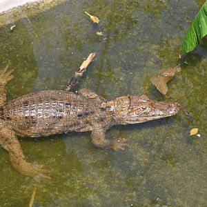 Spectacled caiman (Caiman crocodilus)
