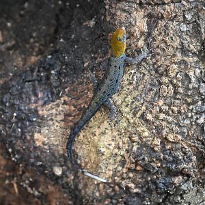 (Wild) Yellow-headed gecko (Gonatodes albogularis)