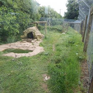 European wolverine enclosure 050625