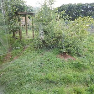 European wolverine enclosure 050625