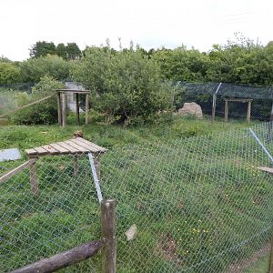European wolverine enclosure 050625
