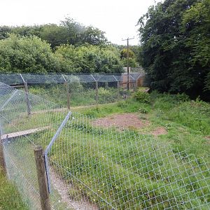 African wild dog enclosure 050625