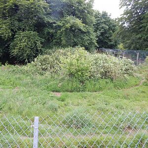 African wild dog enclosure 050625