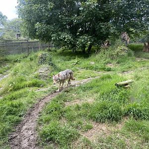 Eurasian wolf enclosure 050625