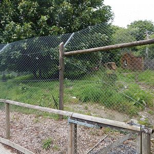 Eurasian wolf enclosure 050625
