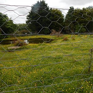 Capybara enclosure 050625