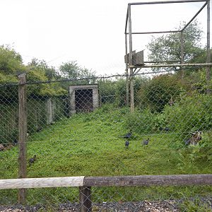 Glossy ibis aviary 050625