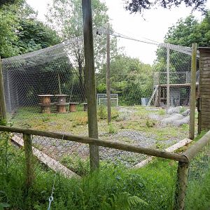 Future Snow leopard development - former Red river hog enclosure 050625