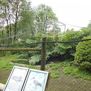 Straw-necked ibis/Chestnut teal/Nene aviary 050625
