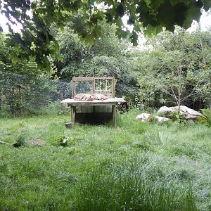 South African cheetah enclosure 050625