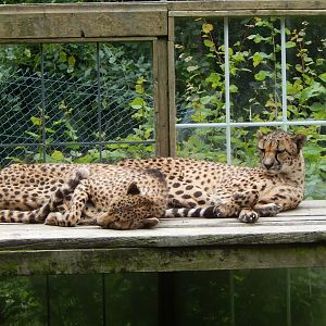 South African cheetahs 050625