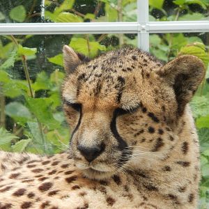 South African cheetah 050625