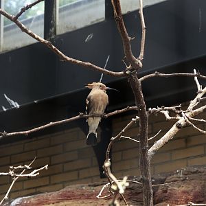Common Hoopoe (Upupa epops), 27-05-25