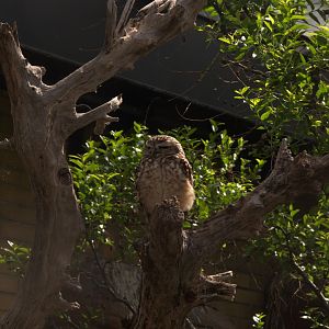 Burrowing Owl (Athene cunicularia), 27-05-25