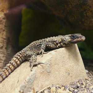 Zoutpansberg Girdled Lizard (Smaug depressus), 27-05-25