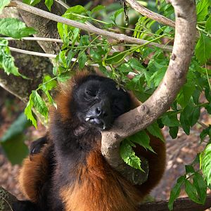Red Ruffed Lemur (Varecia rubra), 27-05-25
