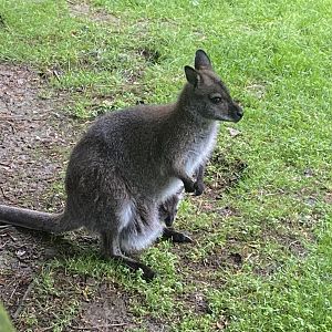 Red-necked wallaby and young 050625