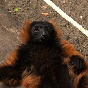 Red Ruffed Lemur (Varecia rubra), 27-05-25