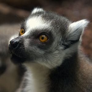 Ring-tailed Lemur (Lemur catta), 27-05-25